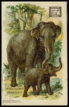 25 Asiatic Elephant Cow and Calf